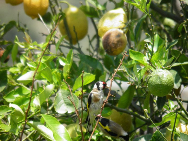 Carduelis carduelis sui limoni e girasoli