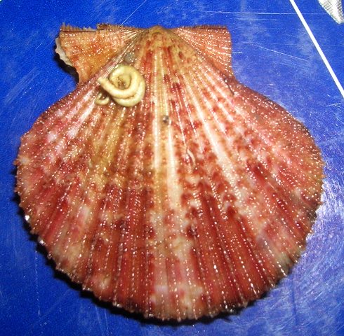 Chlamys opercularis