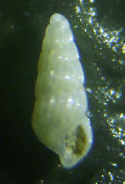 Chrysallida