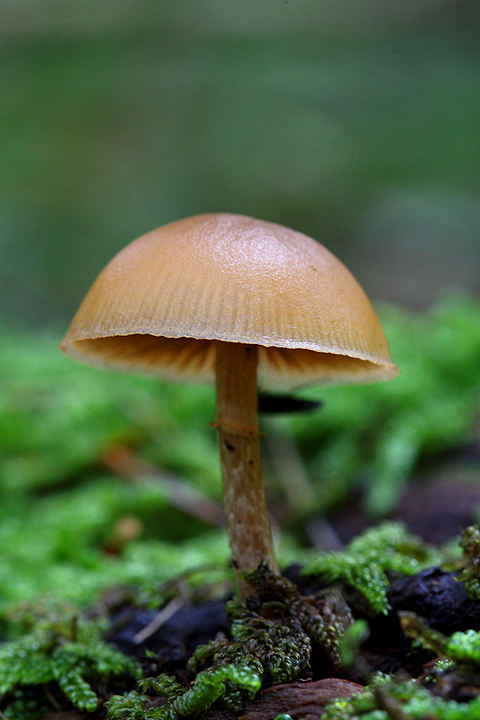 da determinare(Galerina sp.)