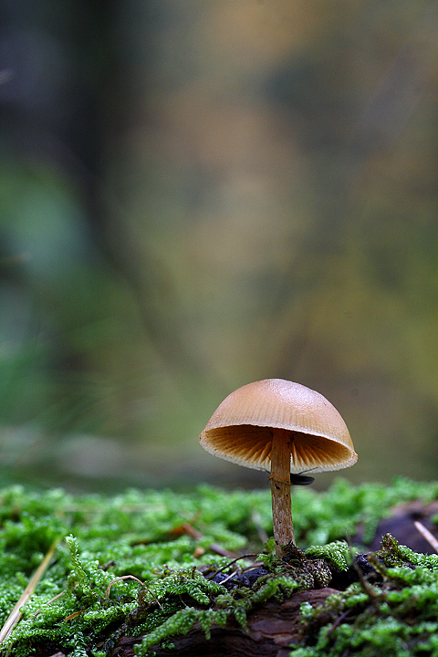 da determinare(Galerina sp.)