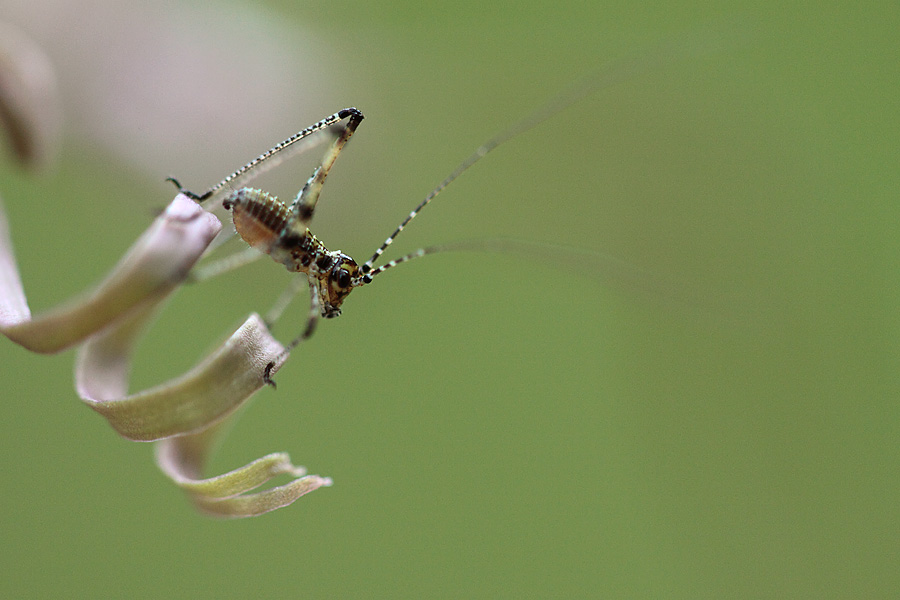 Neanide di Phaneroptera sp.