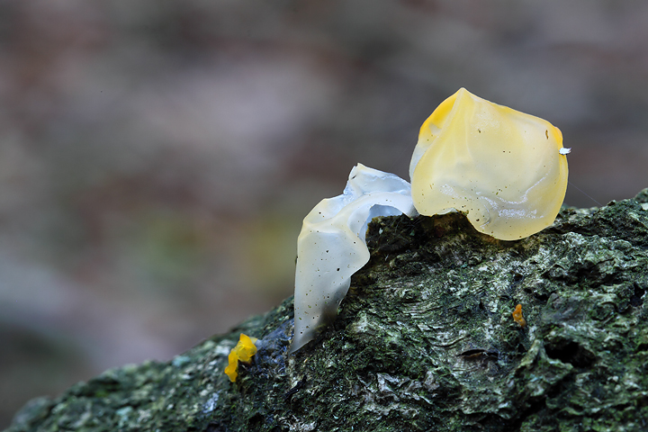 tremella mesenterica?