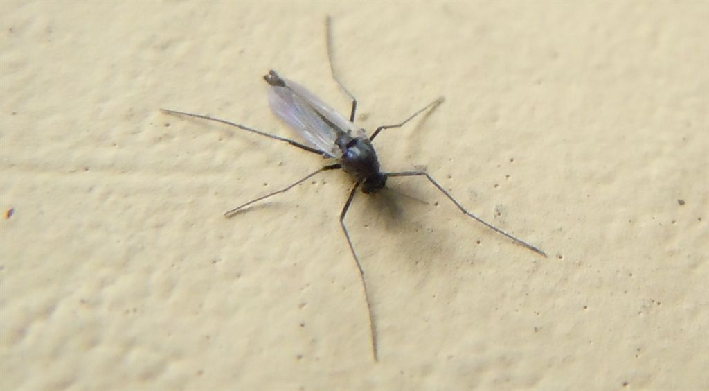 Bibionidae?