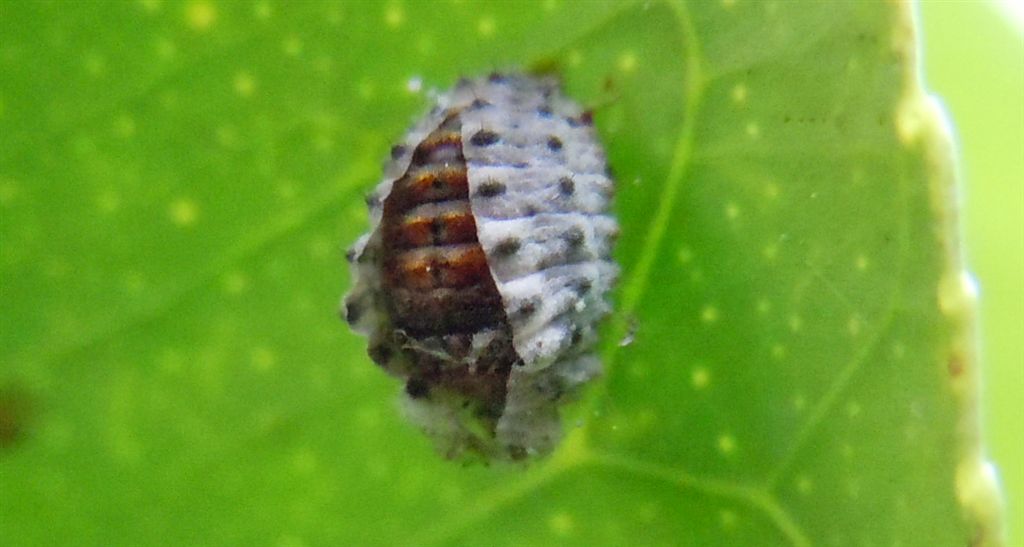 Pupa di coccinella (?) coperta da spoglia larvale