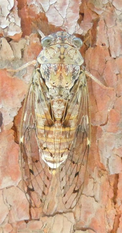 Cicada orni + altra, da Creta