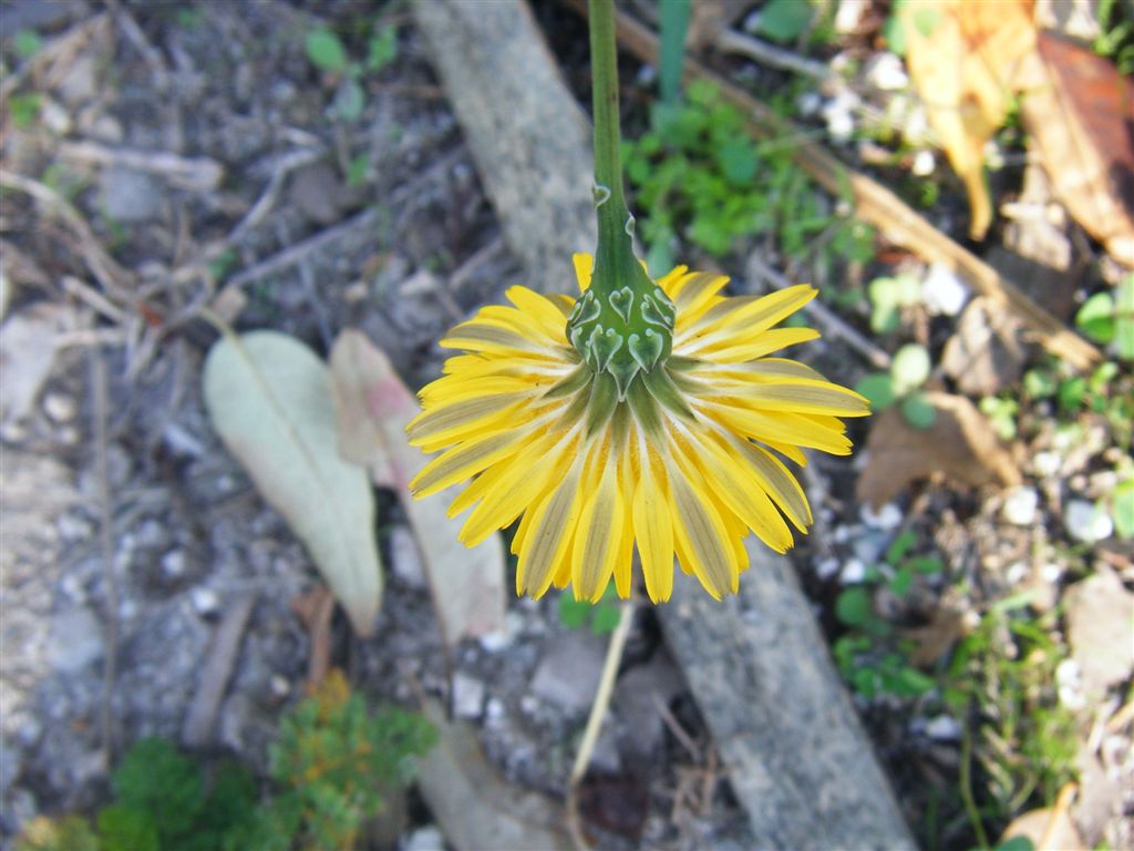 Reichardia picroides