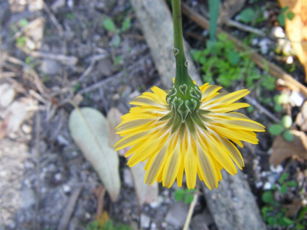 Reichardia picroides