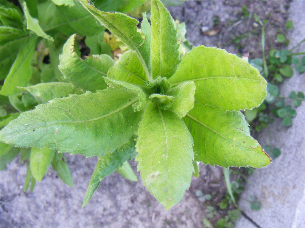 Pianta da Agnano - Dittrichia viscosa