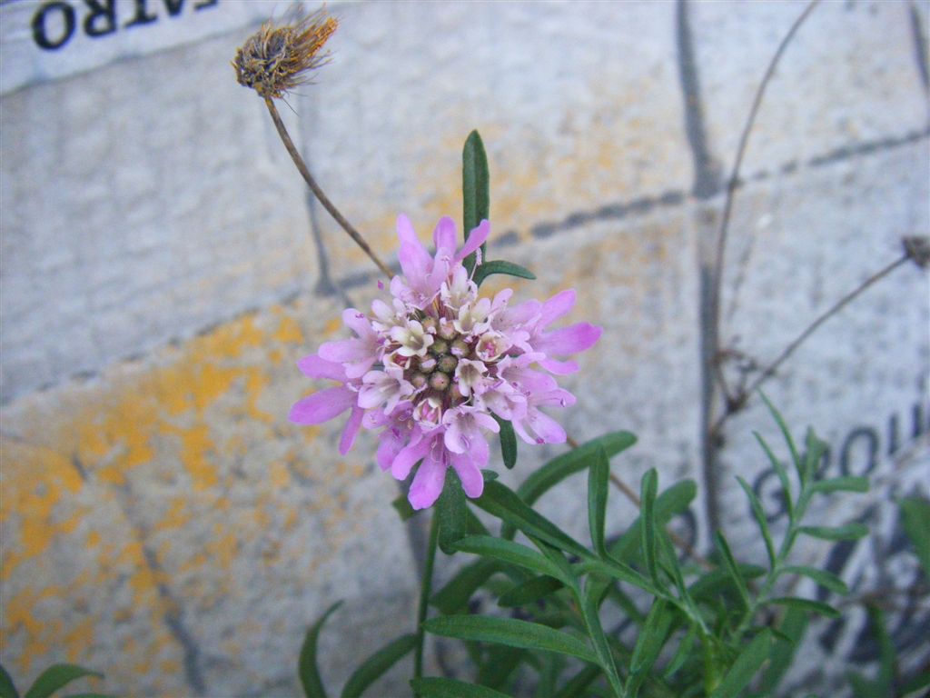 Sixalix atropurpurea