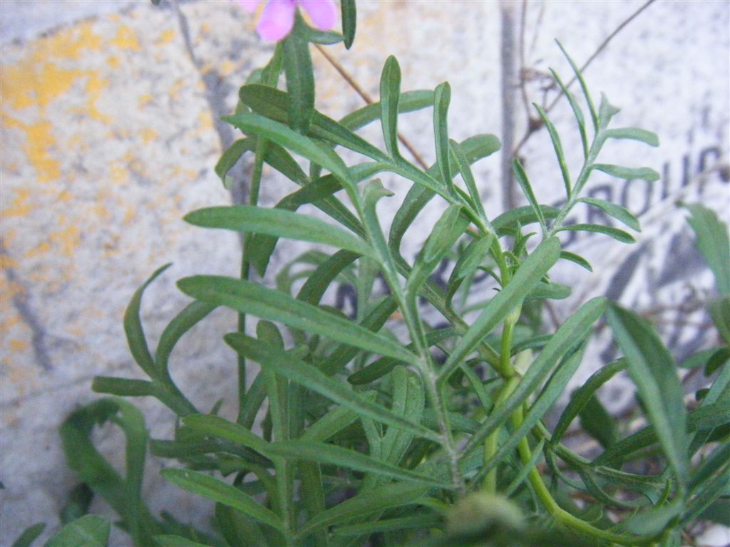 Sixalix atropurpurea