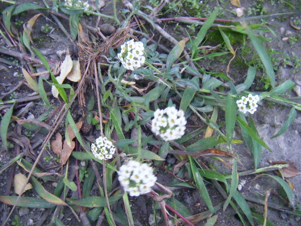 Palla di fiori - Lobularia maritima