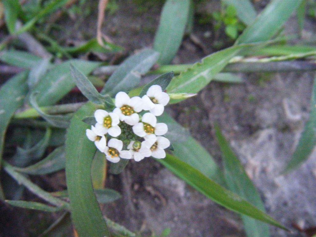 Palla di fiori - Lobularia maritima