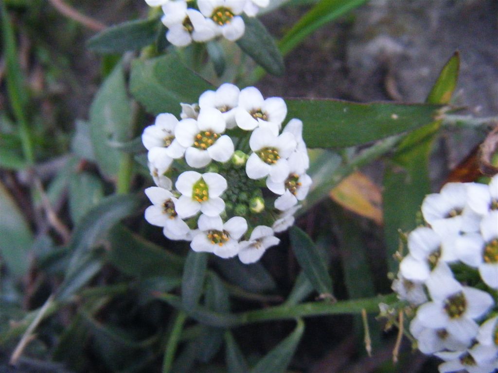 Palla di fiori - Lobularia maritima