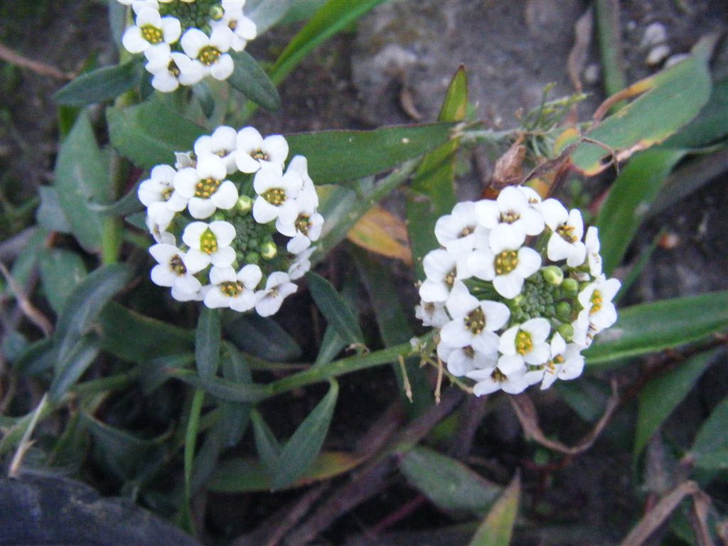 Palla di fiori - Lobularia maritima