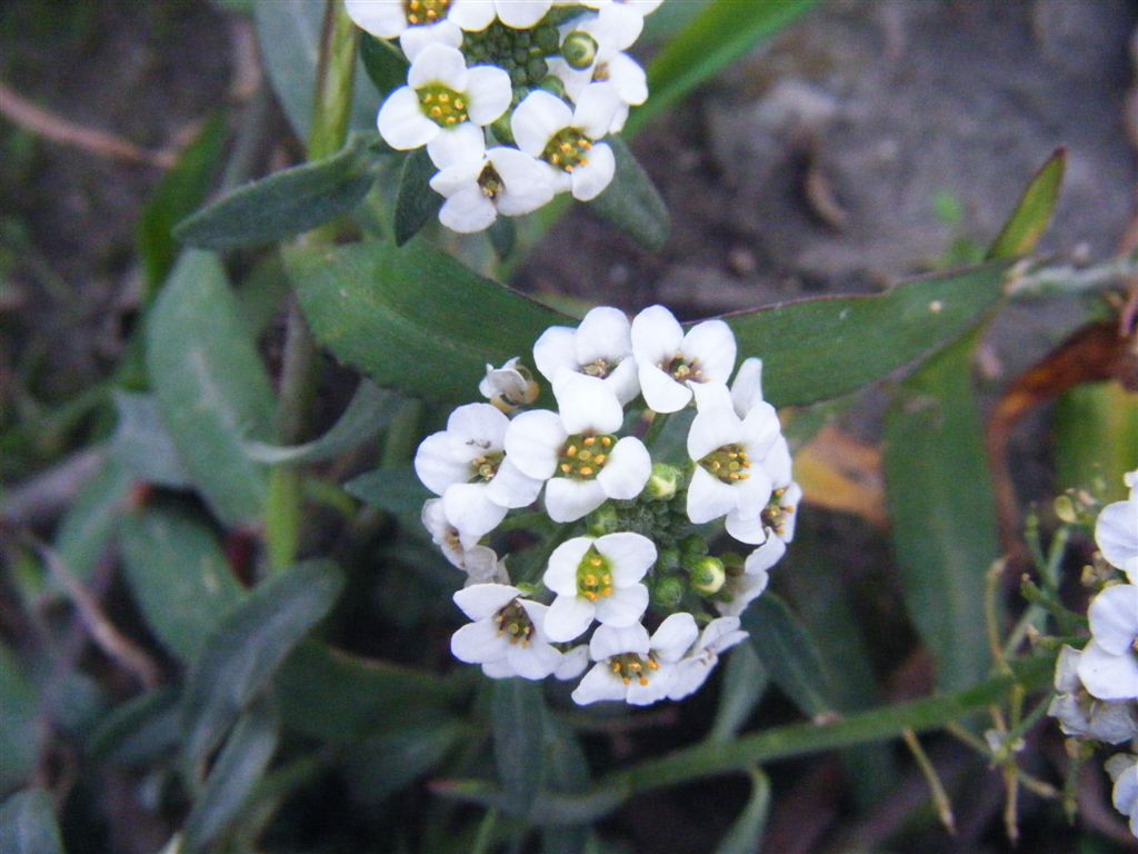 Palla di fiori - Lobularia maritima