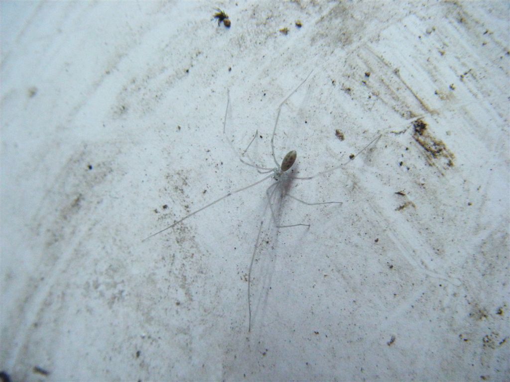 Pholcus phalangioides