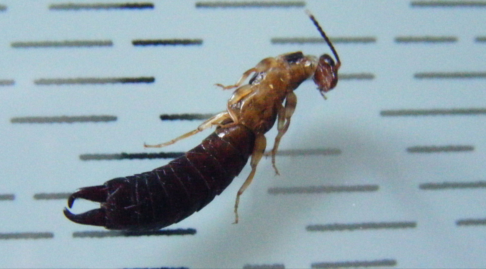 Forbicetta Anisolabididae - Euborellia annulipes