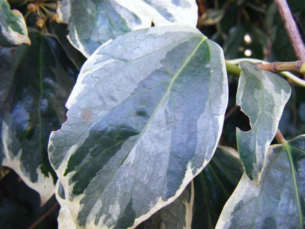 Hedera helix variegata