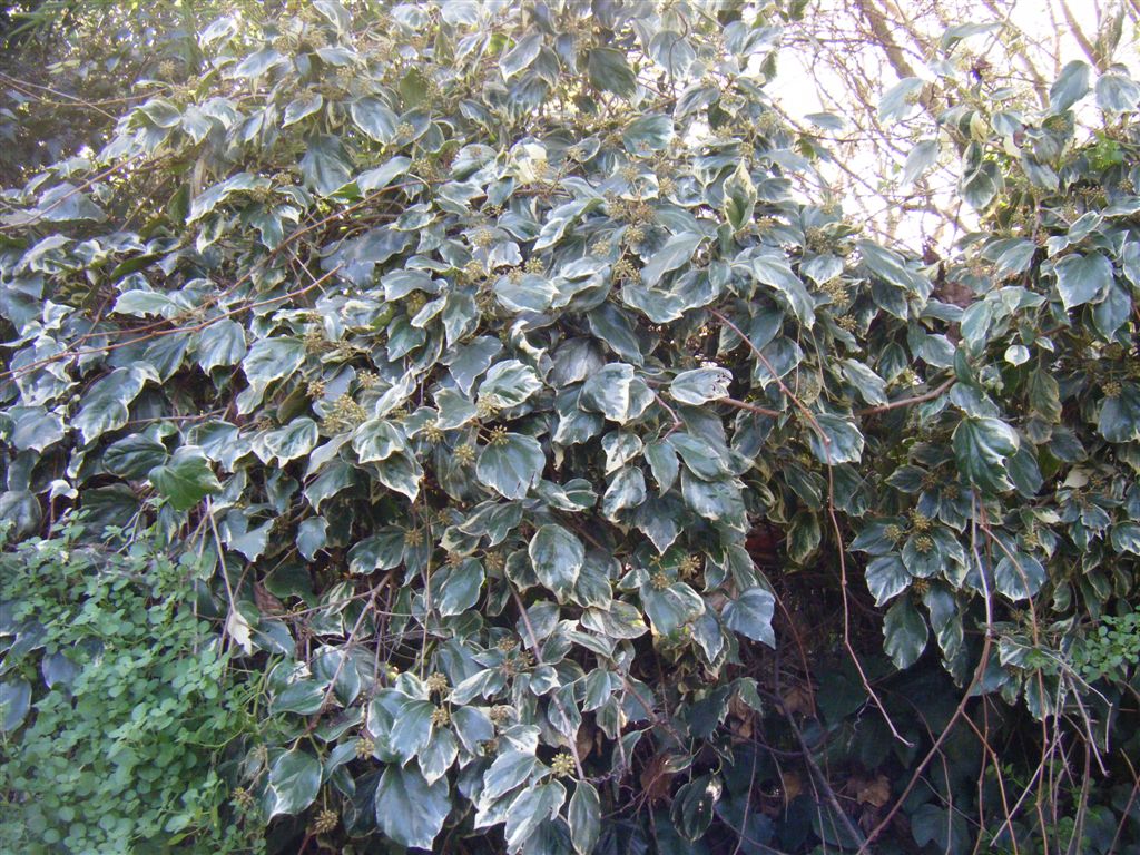 Hedera helix variegata