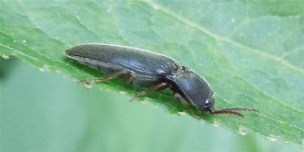 Elateridae: Melanotus sp.