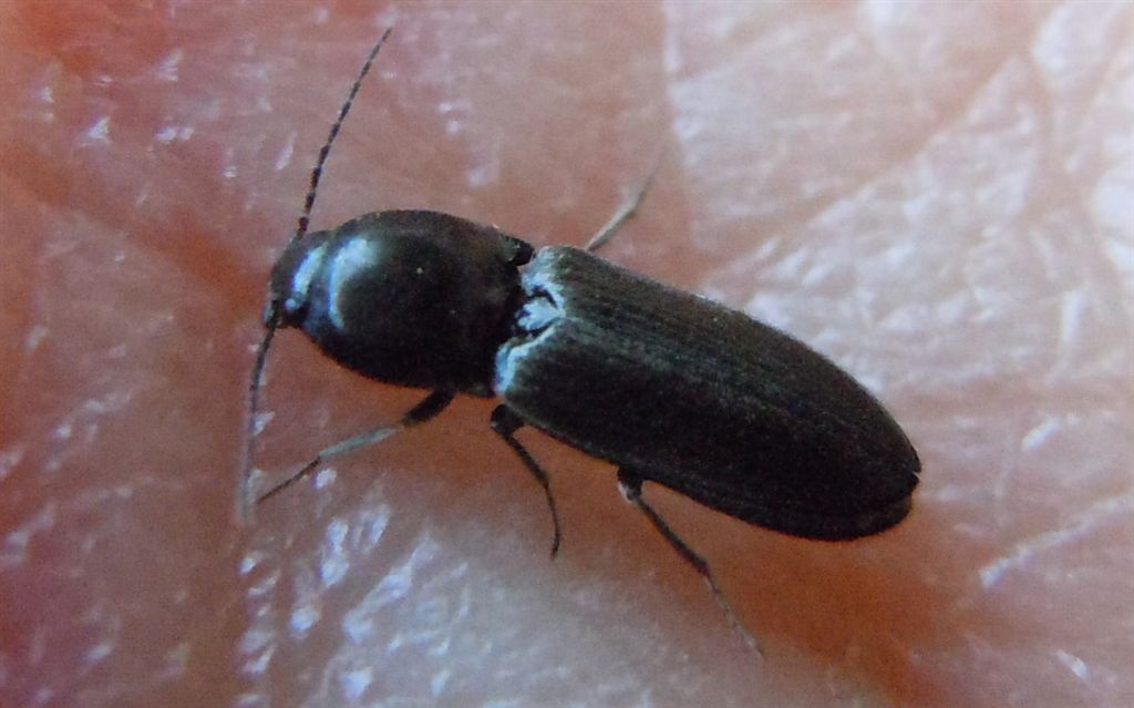 Elateridae2