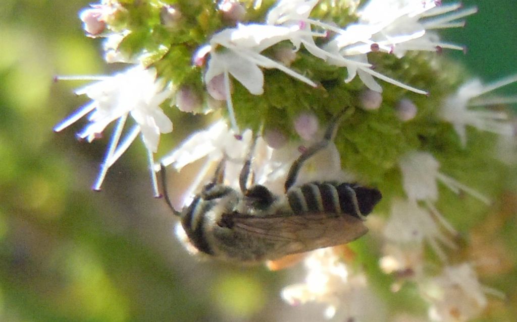 Probabile Apidae Colletinae