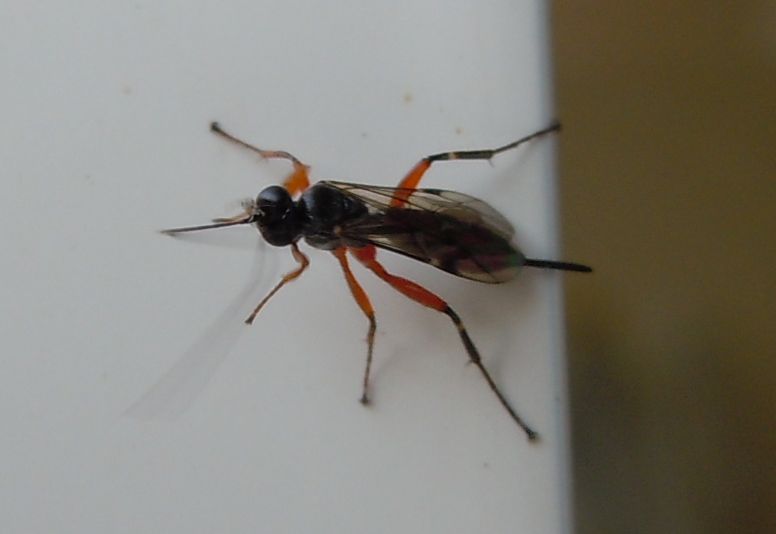 Ichneumonidae