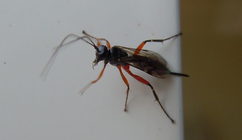 Ichneumonidae