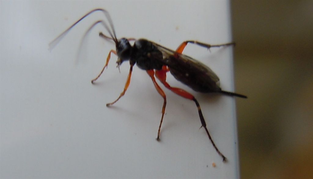 Ichneumonidae