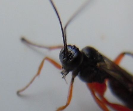 Ichneumonidae