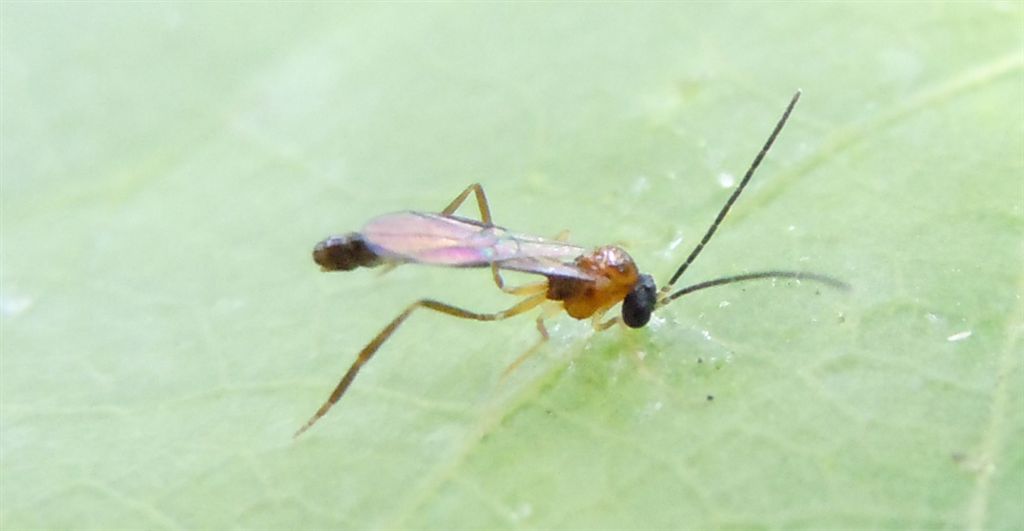 Ichneumonidae: probabile Hybrizon buccatus