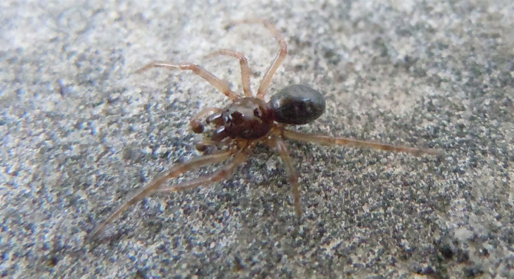 Enoplognatha sp.