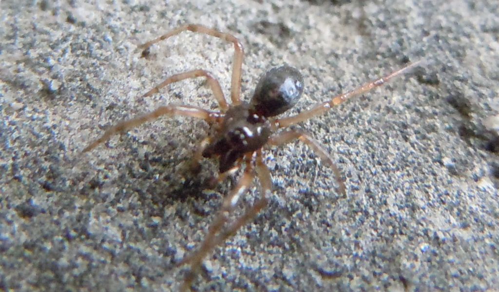 Enoplognatha sp.