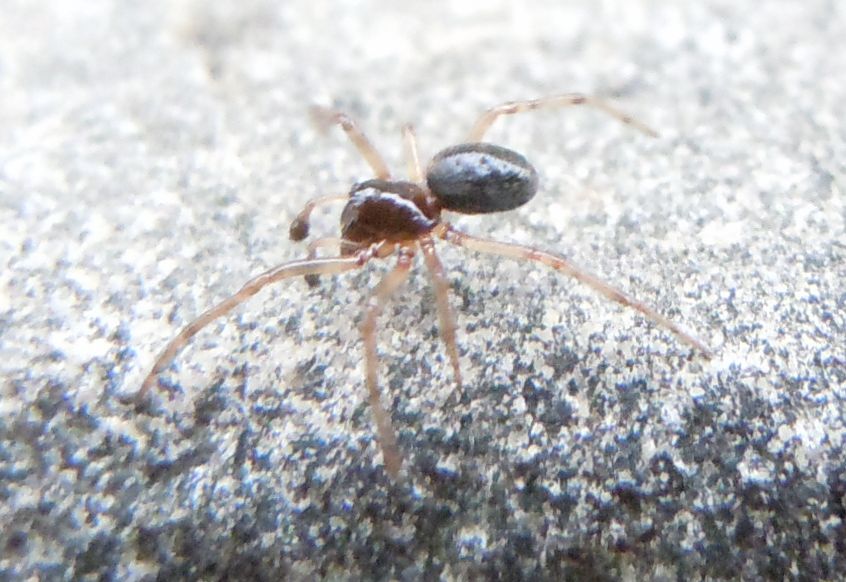 Enoplognatha sp.