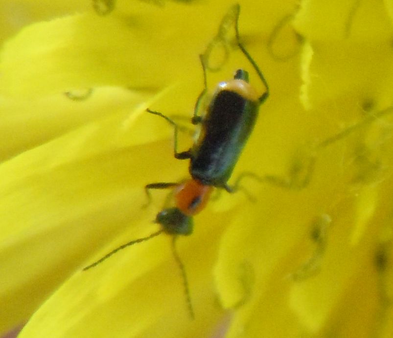 Malachiidae: Attalus sp.?