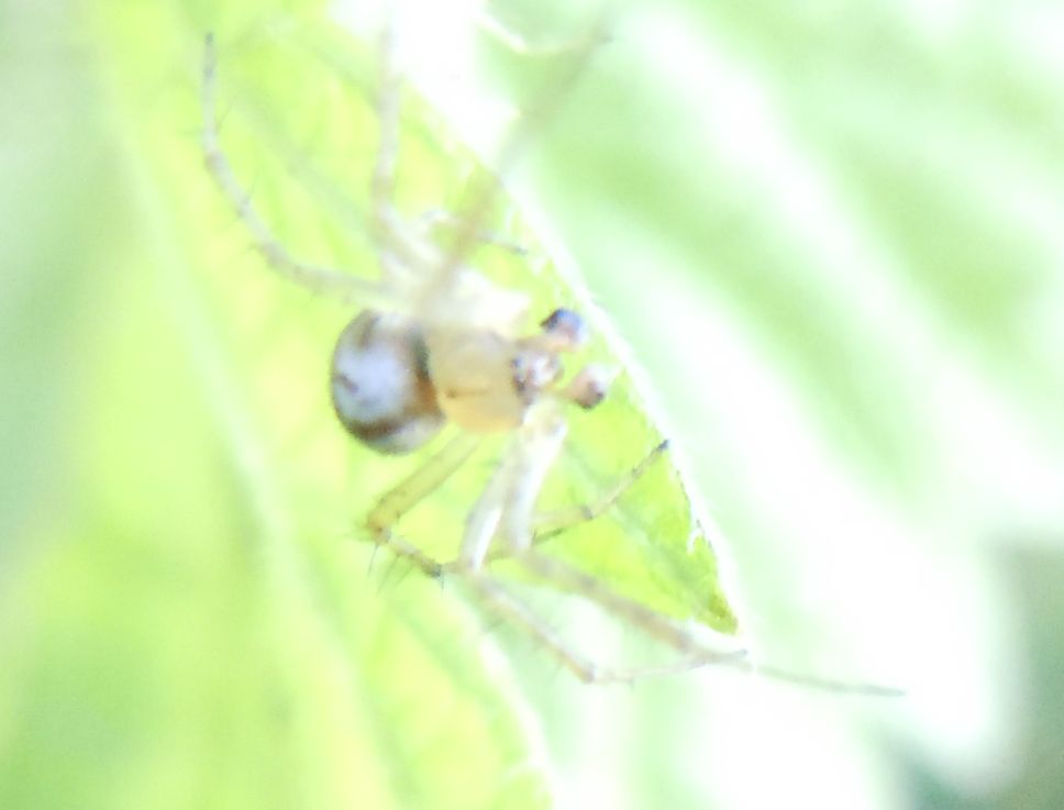 Mangora acalypha