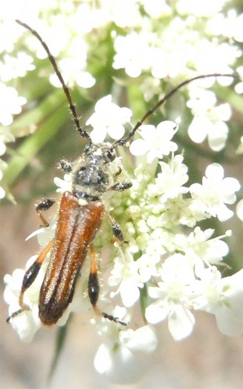 Oedemeridae? No. Stenopterus ater  (Cerambycidae)