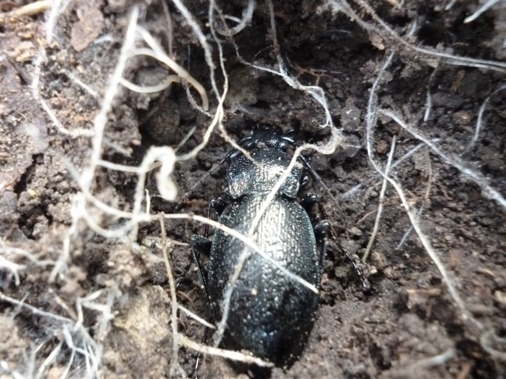 Carabus rossii