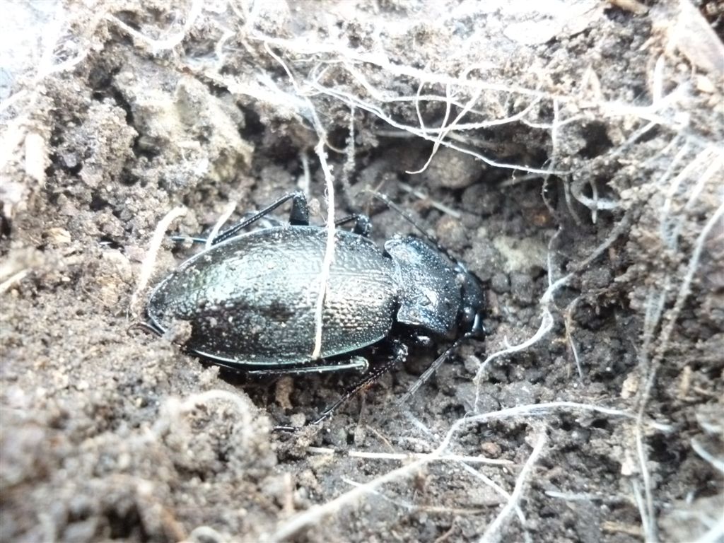 Carabus rossii