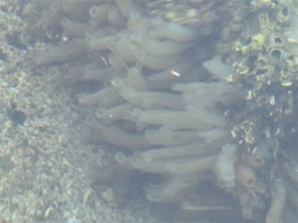 Da identificare (Codium sp. e Ciona intestinalis)