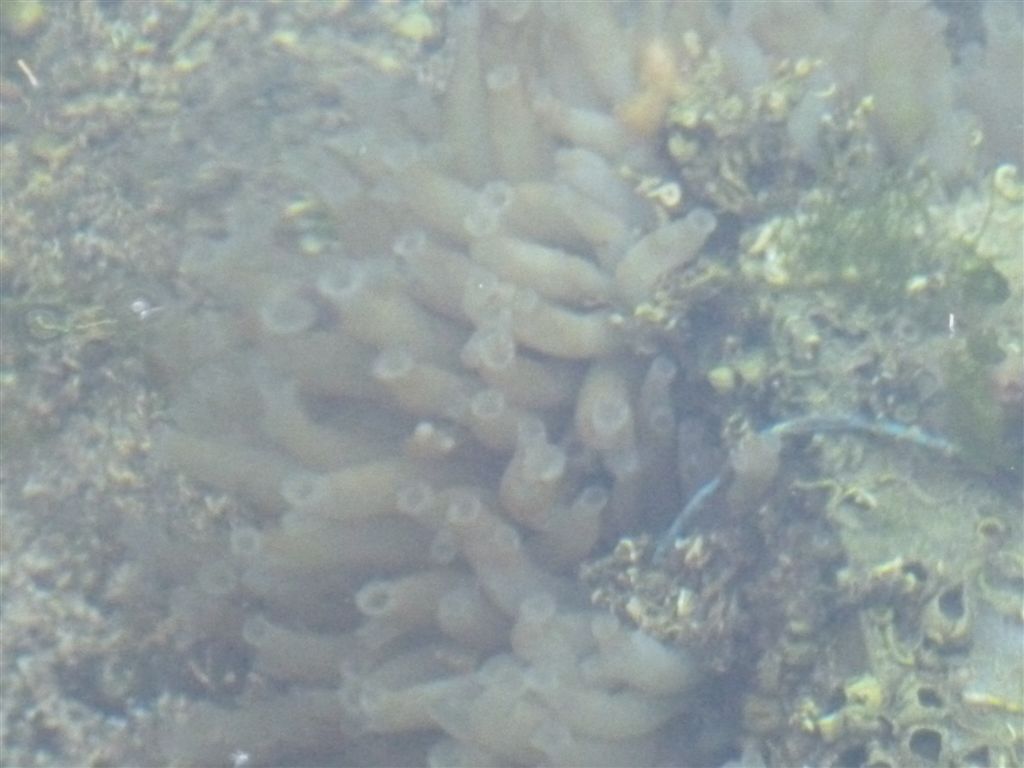 Da identificare (Codium sp. e Ciona intestinalis)