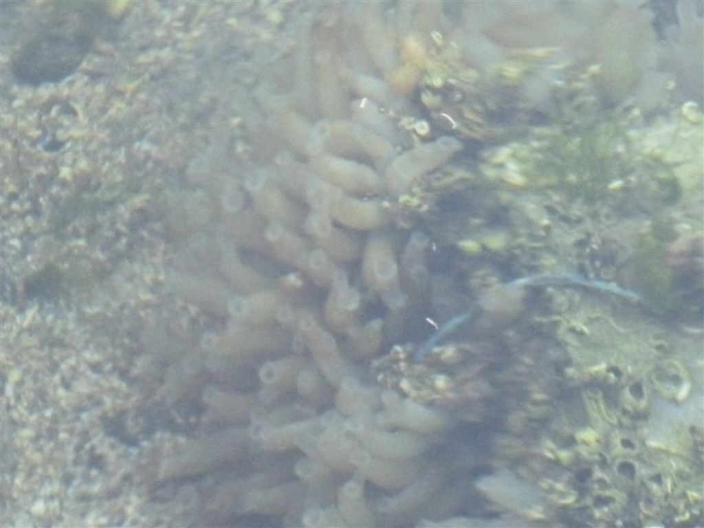 Da identificare (Codium sp. e Ciona intestinalis)