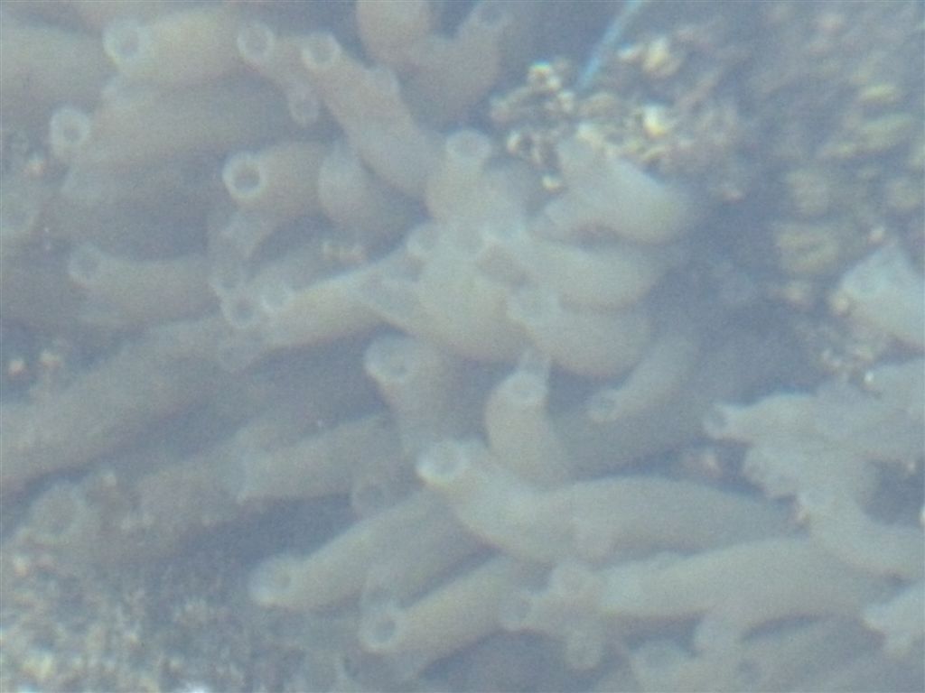 Da identificare (Codium sp. e Ciona intestinalis)