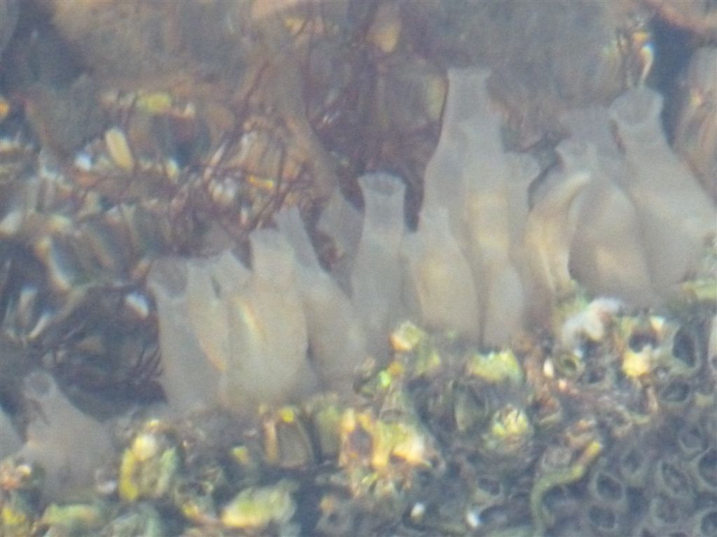 Da identificare (Codium sp. e Ciona intestinalis)