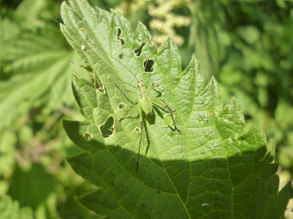 Neanide (probabilmente Phaneroptera)