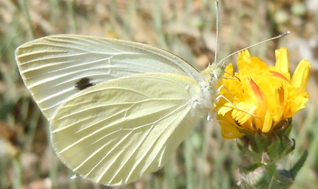 Pieris