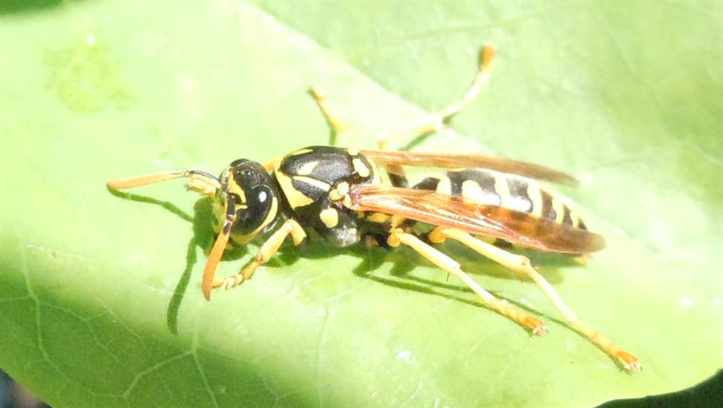 Polistes