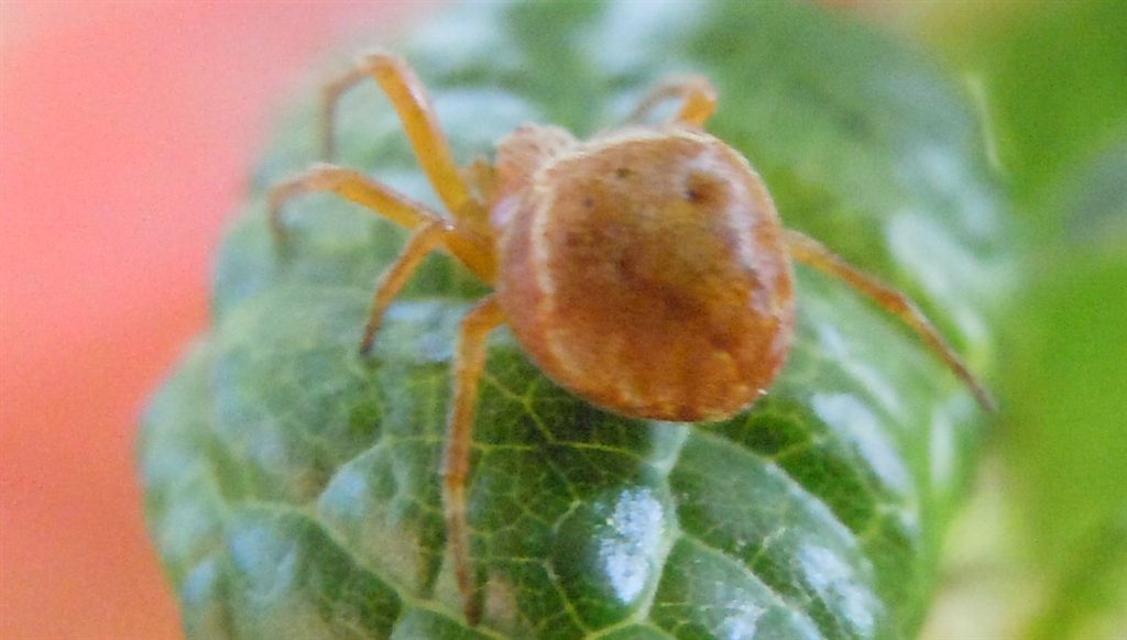 Araneus sturmi o A. triguttatus