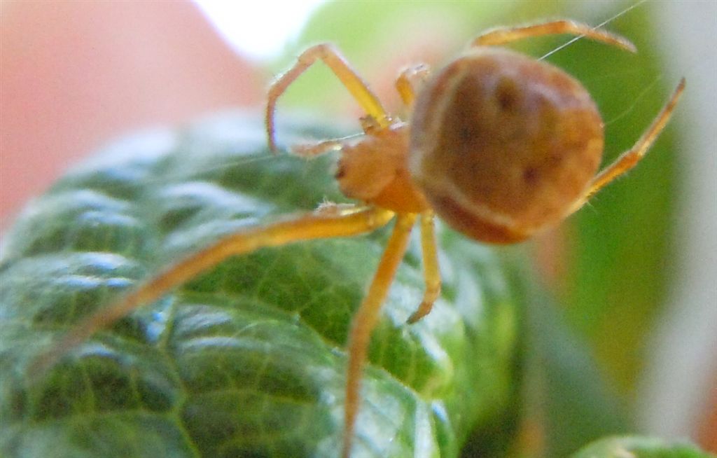 Araneus sturmi o A. triguttatus